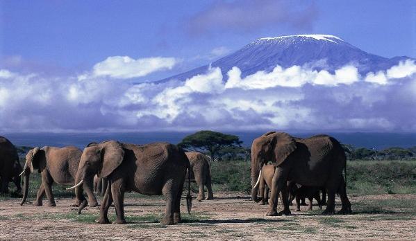 Voyage sur-mesure, Parc Amboseli